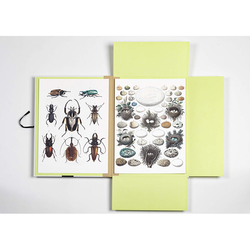 PEPIN Art Portfolios Natural History