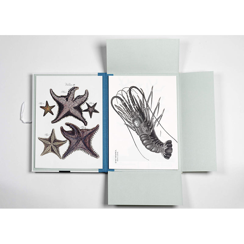 PEPIN Art Portfolios Marine