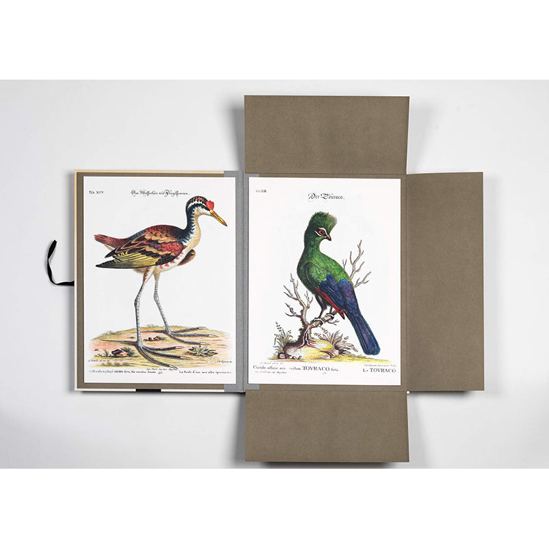 PEPIN Art Portfolios Tropical Birds