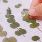 APPREE Press Flower Stickers Eucalyptus Default Title