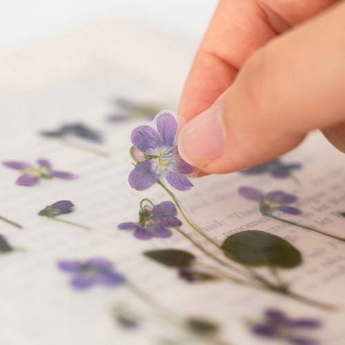 APPREE Press Flower Stickers Manchurian Violet Default Title