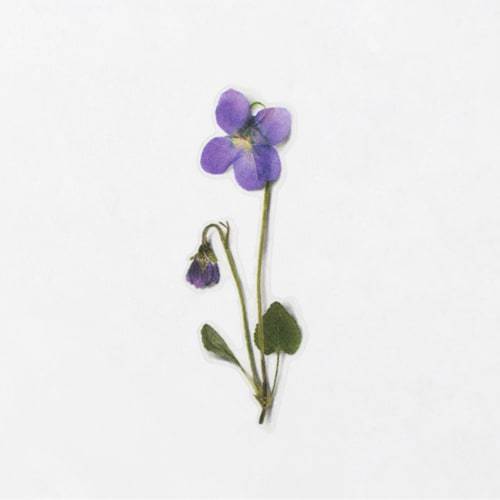 APPREE Press Flower Stickers Manchurian Violet Default Title
