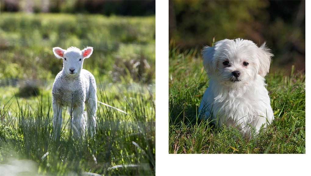 This Book Is Literally Just Pictures Of Cute Animals That Will Make You Feel Better