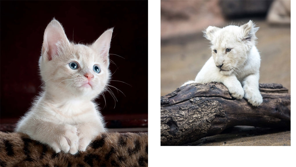 This Book Is Literally Just Pictures Of Cute Animals That Will Make You Feel Better