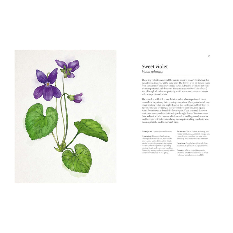 A Forager's Guide to Wild Drinks: Ferments, Infusions and Thirst-Quenchers For Every Season by Liz Knight