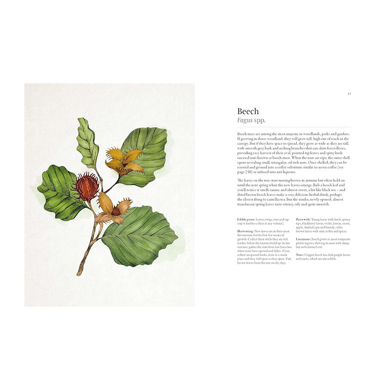 A Forager's Guide to Wild Drinks: Ferments, Infusions and Thirst-Quenchers For Every Season by Liz Knight