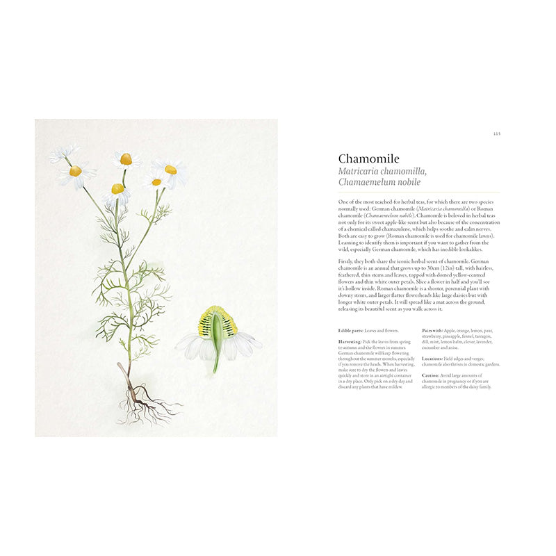 A Forager's Guide to Wild Drinks: Ferments, Infusions and Thirst-Quenchers For Every Season by Liz Knight