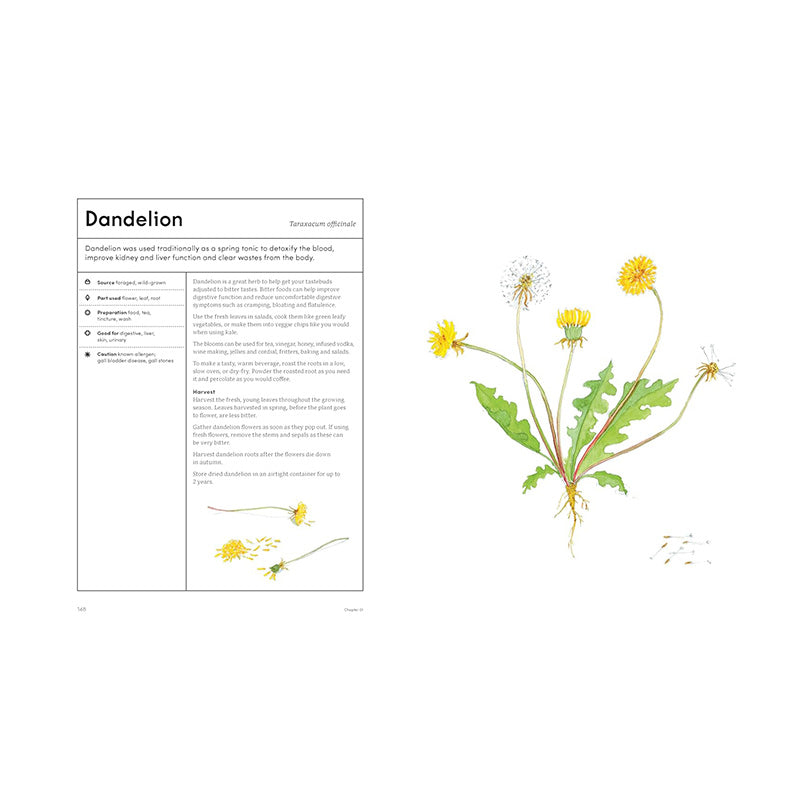 The Medicinal Garden: Treat, Feed and Soothe Straight From Your Garden by Caroline Parker, Illustrated By Lucy Mora