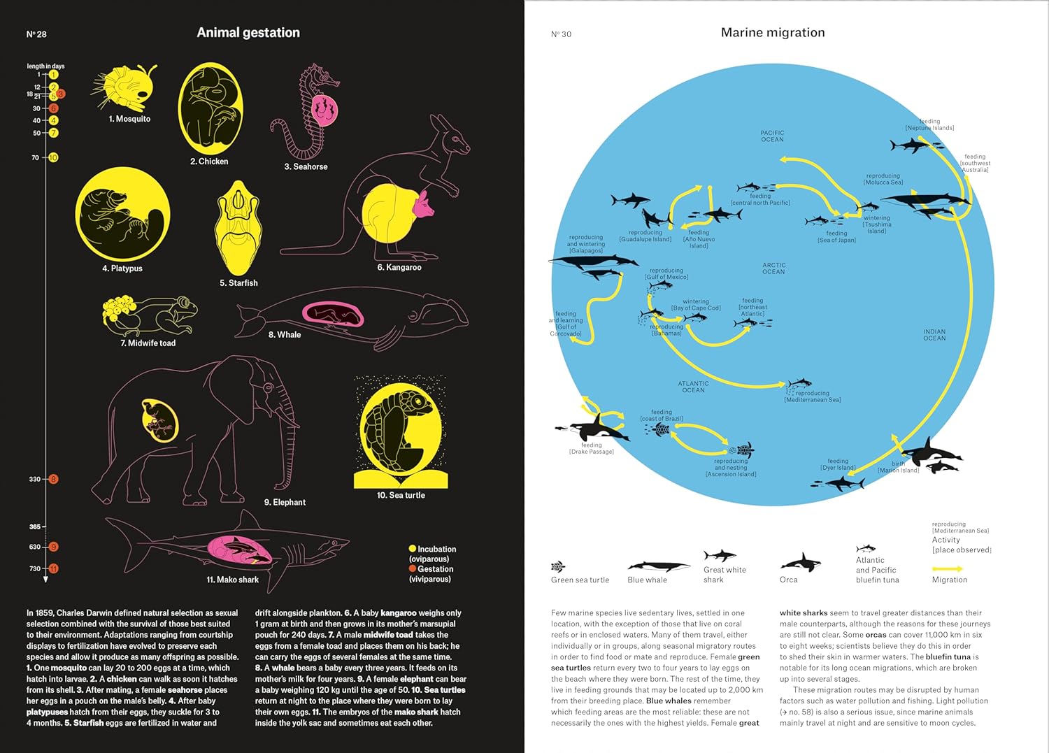 Phenomena: An Infographic Guide to Almost Everything by Camille Juzeau