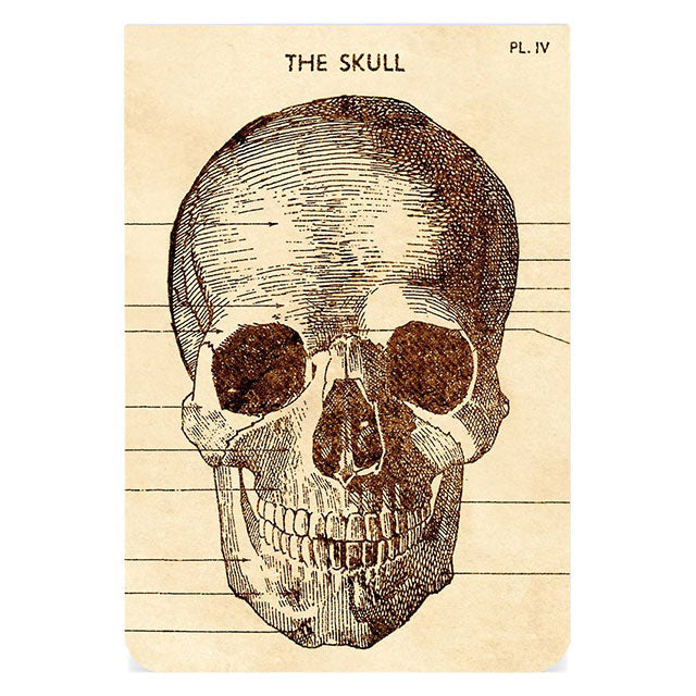 CAVALLINI & CO 2P Notebooks-Anatomy