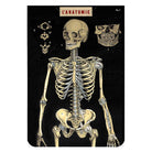 CAVALLINI & CO 2P Notebooks-Anatomy