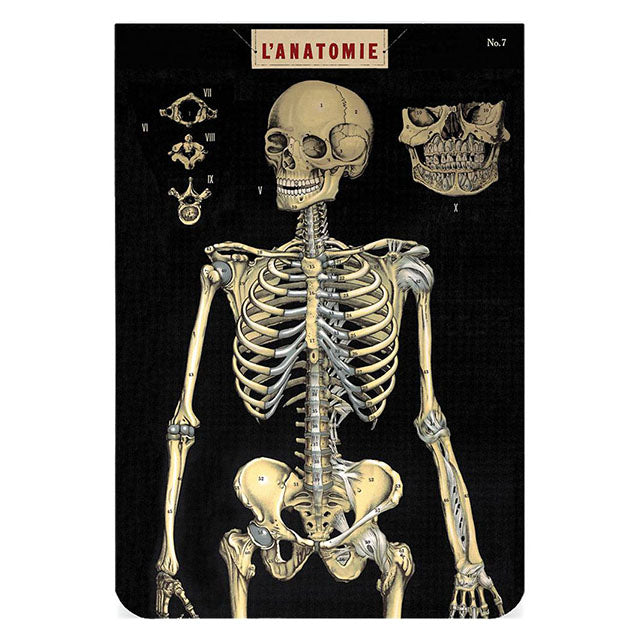 CAVALLINI & CO 2P Notebooks-Anatomy