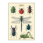CAVALLINI & CO Wrap Sheet 20"X28" Insect Chart Default Title