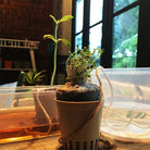 ATOM & THE DOT Mini Box Set:The Lazy Gardener 1212821