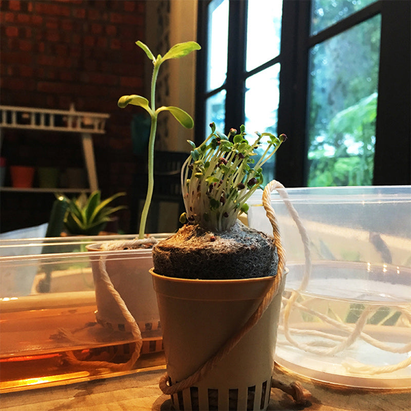 ATOM & THE DOT Mini Box Set:The Lazy Gardener 1212821