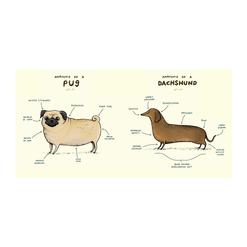 Animal Anatomy SOPHIE CORRIGAN