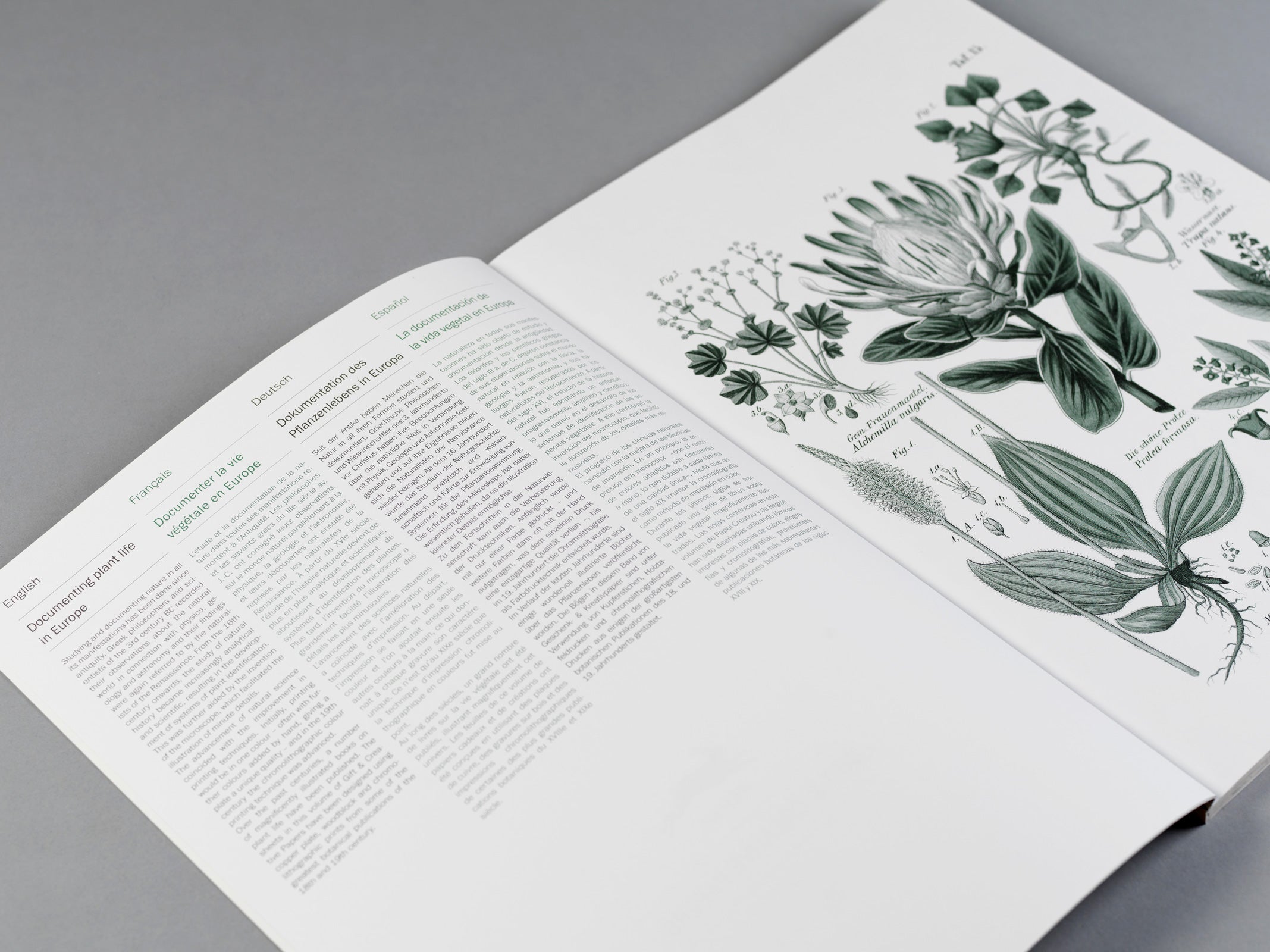 PEPIN Gift & Creative PB GCP 085-Flora 1206848