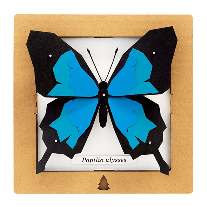 BOGCRAFT SQAR #01 Papilio Ulysses 14x14x5cm