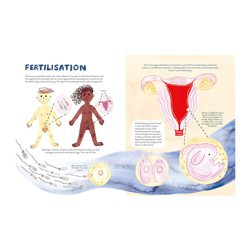 Mama Mammals: Reproduction And Birth In Mammals by Cathy Evans and Bia Melo