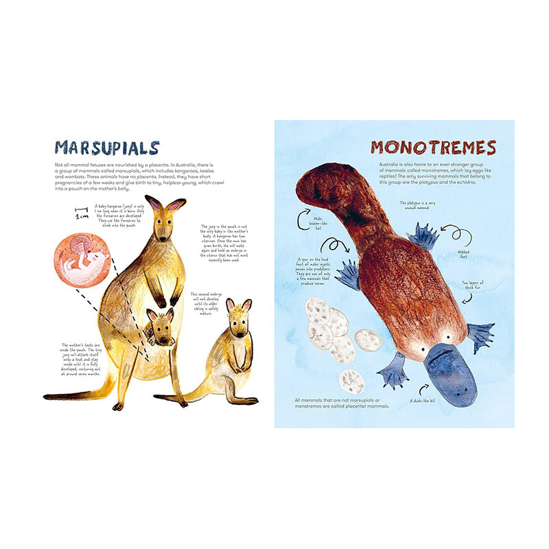 Mama Mammals: Reproduction And Birth In Mammals by Cathy Evans and Bia Melo