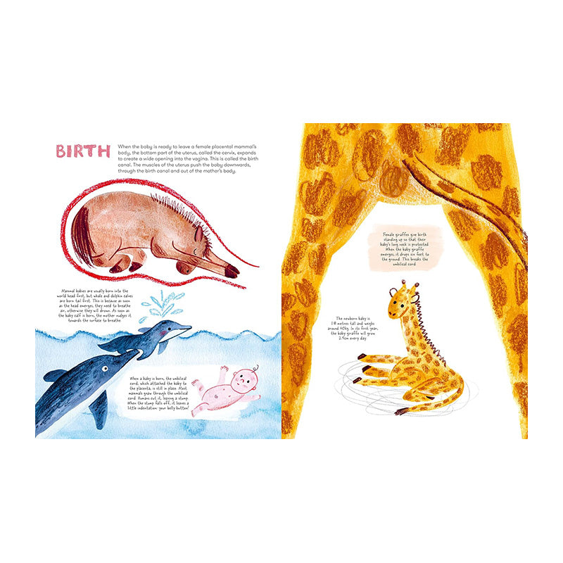 Mama Mammals: Reproduction And Birth In Mammals by Cathy Evans and Bia Melo