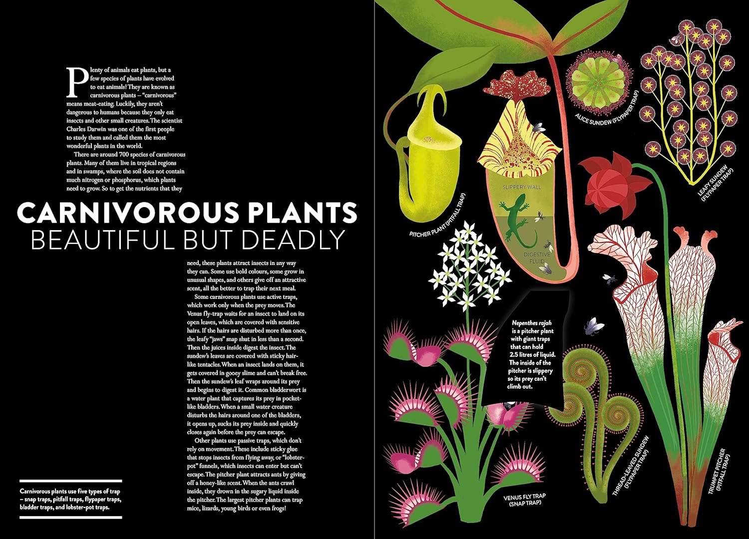 Plant Life by Hélène Druvert, Juliette Einhorn