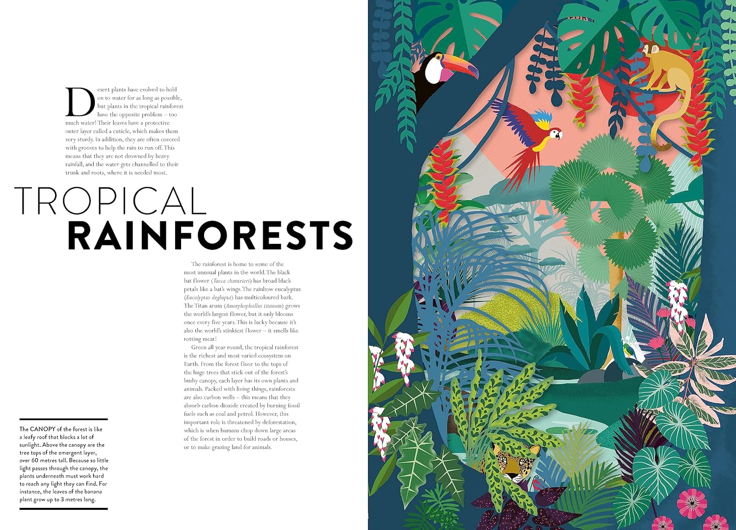 Plant Life by Hélène Druvert, Juliette Einhorn