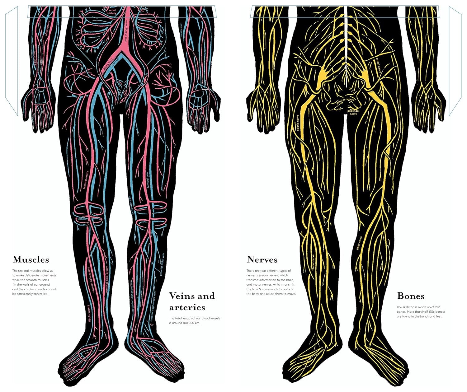 Inside The Body by Joëlle Jolivet