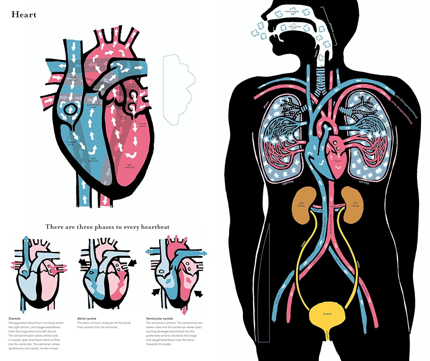 Inside The Body by Joëlle Jolivet