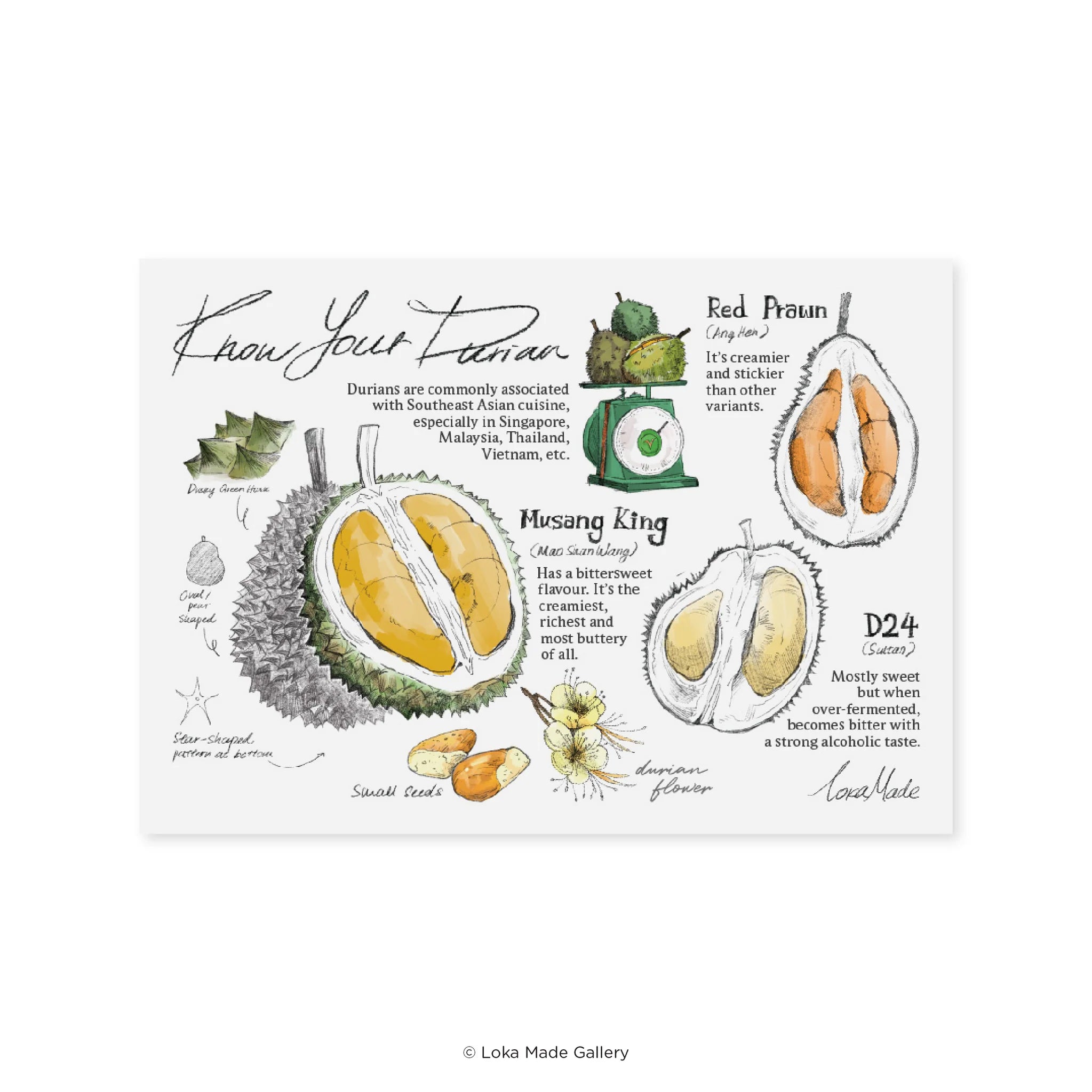 LOKAMADE Postcard Lokapedia MSP132: Know Your Durian
