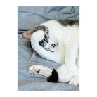 SUN-STAR 2024 Schedule Book A6 Monthly APJ Neko Senryu