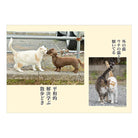 SUN-STAR 2024 Wall Calendar APJ Neko Senryu