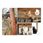 SUN-STAR 2024 Wall Calendar APJ Good Luck Cat