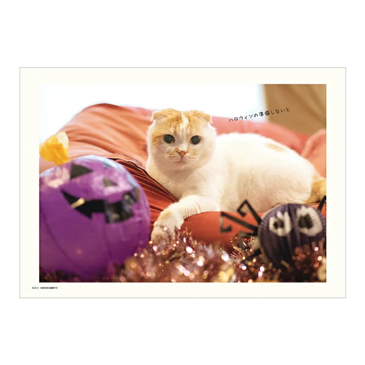 SUN-STAR 2024 Wall Calendar APJ Pocket Cat