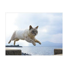 SUN-STAR 2024 Wall Calendar APJ Flying Cat