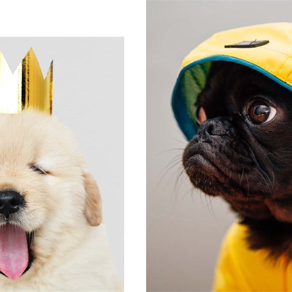 This Book Is Literally Just Pictures Of Cute Animals That Will Make You Feel Better