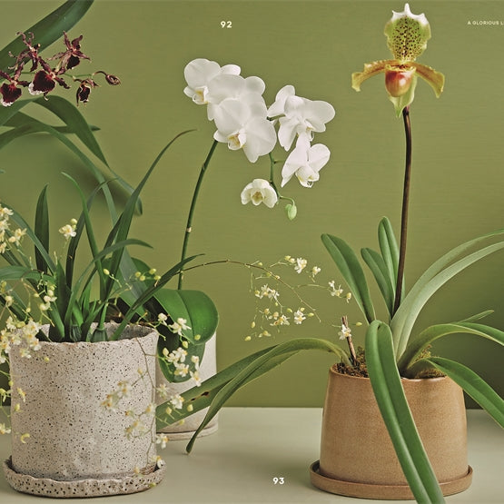 Bloom: Flowering Plants For Indoors and Balconies by Lauren Camilleri & Sophia Kaplan