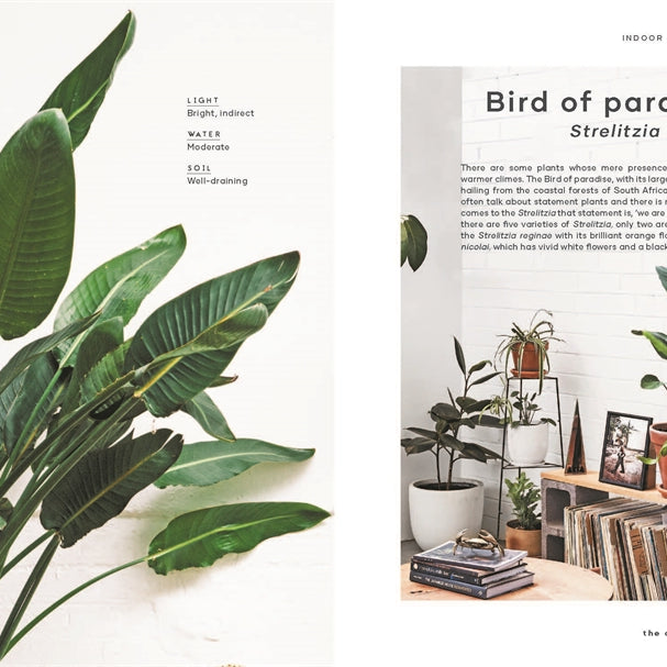 The Leaf Supply Guide To Creating Your Indoor Jungle by Lauren Camilleri & Sophia Kaplan
