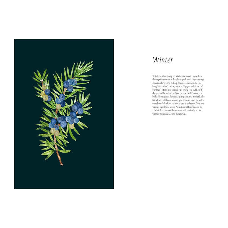 A Forager's Guide to Wild Drinks: Ferments, Infusions and Thirst-Quenchers For Every Season by Liz Knight