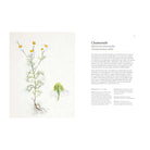 A Forager's Guide to Wild Drinks: Ferments, Infusions and Thirst-Quenchers For Every Season by Liz Knight