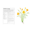 The Medicinal Garden: Treat, Feed and Soothe Straight From Your Garden by Caroline Parker, Illustrated By Lucy Mora