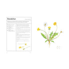 The Medicinal Garden: Treat, Feed and Soothe Straight From Your Garden by Caroline Parker, Illustrated By Lucy Mora