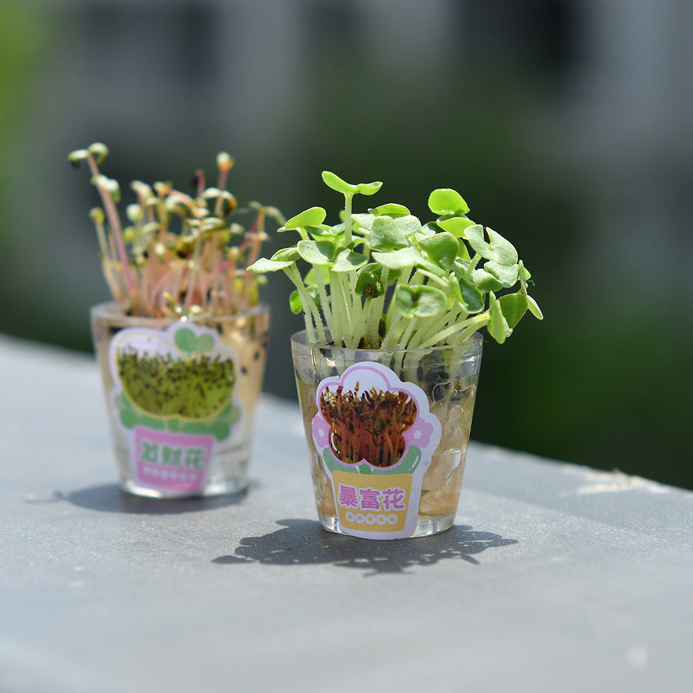 MORN SHINE Mini Plant Pen Lucky Assorted (Random)