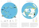 Phenomena: An Infographic Guide to Almost Everything by Camille Juzeau