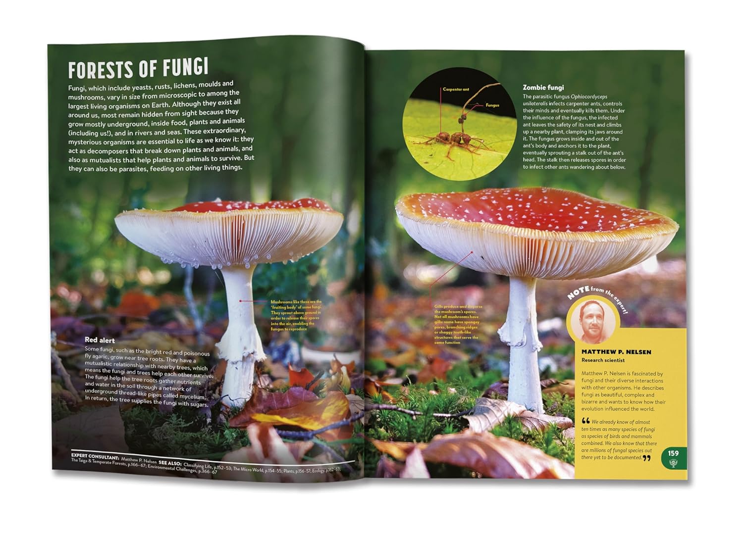 Britannica All New Children's Encyclopedia (Updated Edition) by Christopher Lloyd