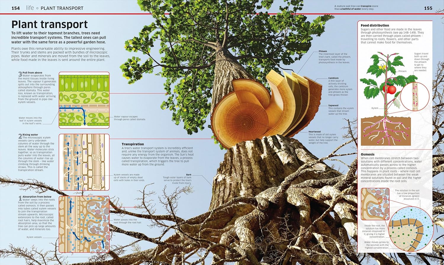 Science (2nd Ed.) (DK Knowledge Encyclopedia)