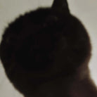 SOM x somesortof.fern Rubber Stamp Set and here, and there (2pcs)