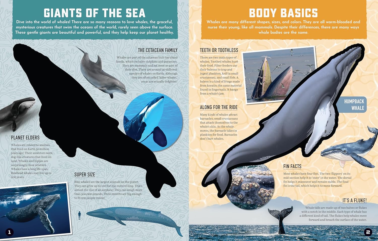 Inside Out: Whale