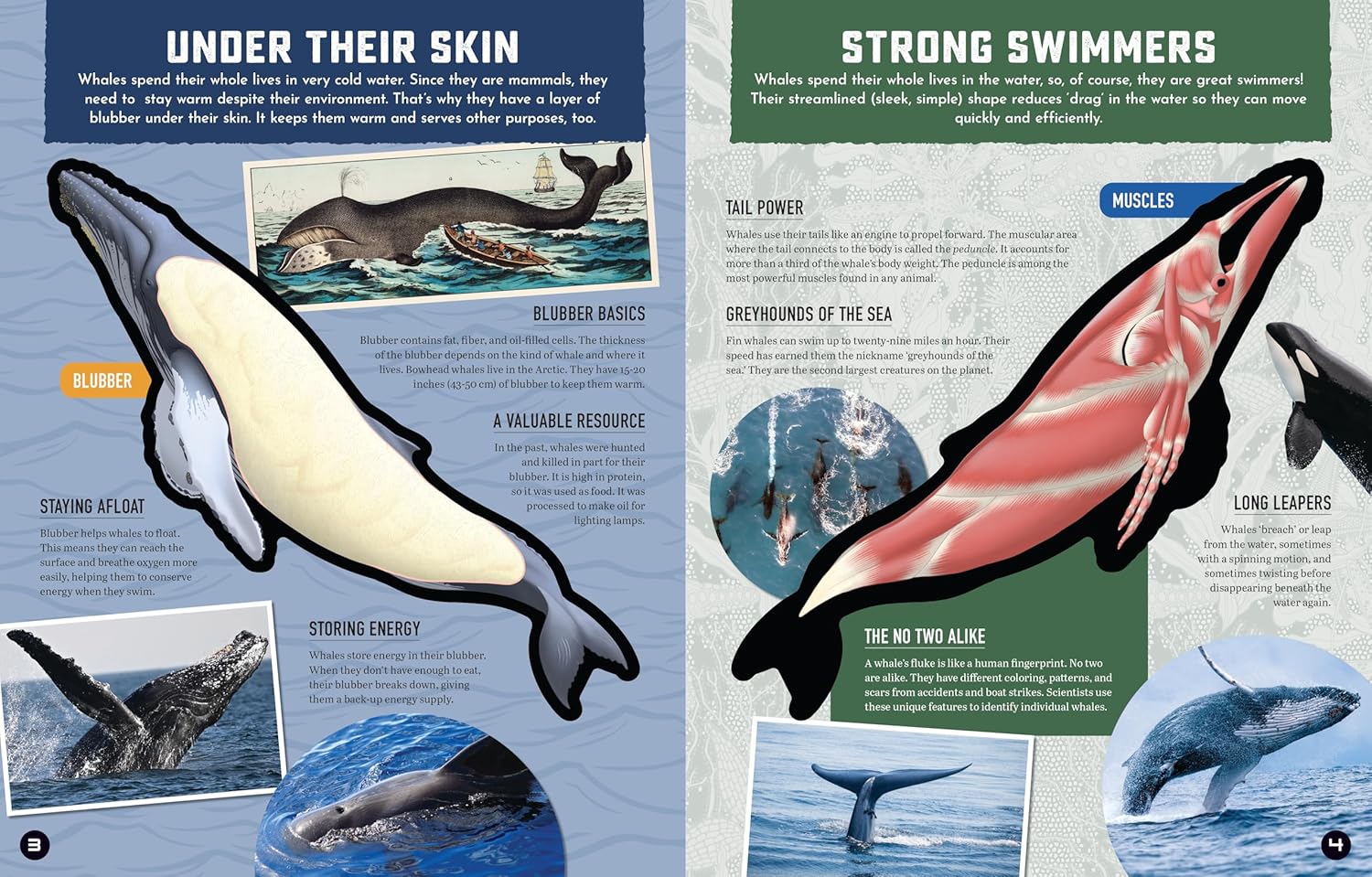 Inside Out: Whale